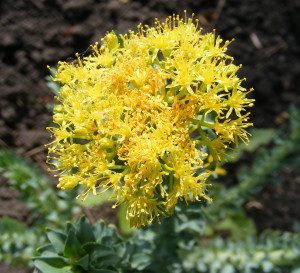 Rhodiola_rosea_flowers