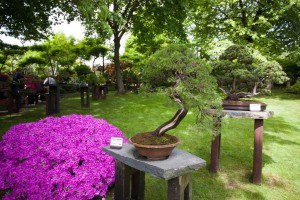 výstava bonsají (4) (1)