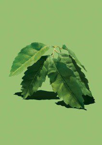 CactusGarden_Ingredient_RVB